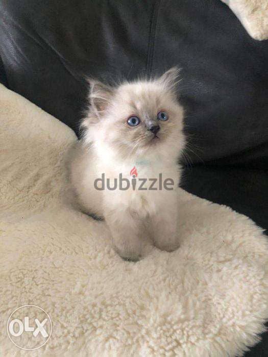 Beautiful Rag doll for sale and adoption 6