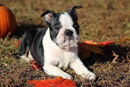 Ckc hotsell boston terrier