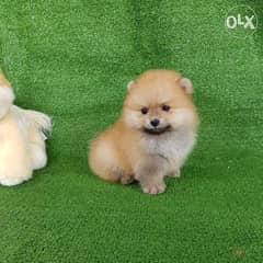 Male And Female Pomeranian Puppies 0
