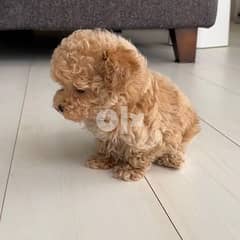 Home raised Toy Poodle puppies for rehoming 0
