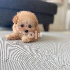 Adorable Toy Poodle puppies Puppies for adoption 0