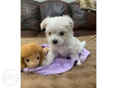Lovely Teacup Maltese Puppies 0