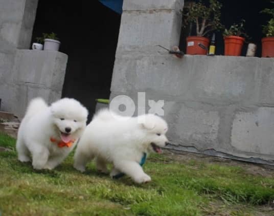 Whatsapp Me (+972 55507 4990) Samoyed Puppies 1