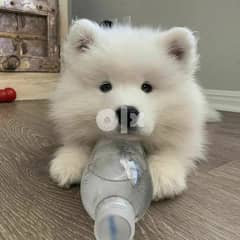 I have a male and female Samoyed puppies 0