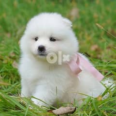 I have a male and female Samoyed puppies to offer. they are well loved 0