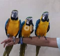 African Grey Parrots  : whatsapp number: +971 52 545 1339 0