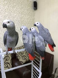 macaw parrots : Whatsapp Me: +966 55 481 4529 0