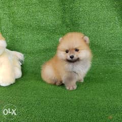 Adorable Pomeranian Puppies Available 0