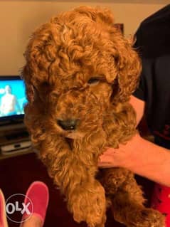 Poodle Puppies for sale 0