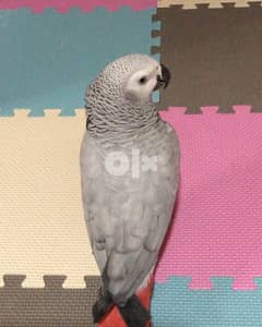 Rehoming my African Grey parrot , he is only 11 months old, beautiful 0