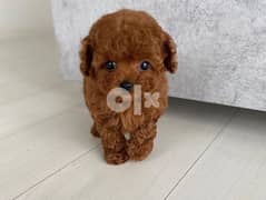 Toilet Trained Cute Toy Poodle
