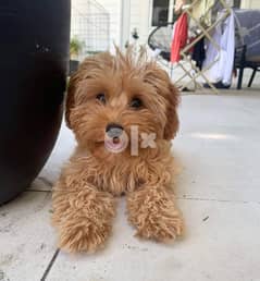 Mini poodle puppy for sale 0
