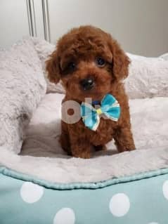 Poodle puppies available. WHATSAPP. +1 (484) 718‑9164‬ 0
