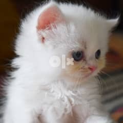 Persian kitten Whatsapp me+37063204763 0