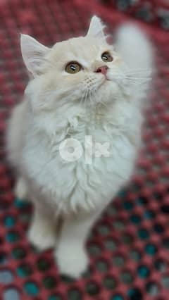 Persian Kittens Good Quality 0