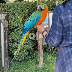 Beautiful and talking Hahns Macaw parrots for a new home. Vet checked 0