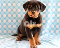 Sweet Rottweiler Puppies  Whatsapp me +97254-390-9457 0