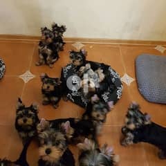 Pedigree Yorkshire Puppies For Sale 0