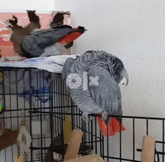 African grey parrots 0