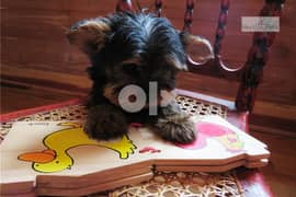 Adorable Yorkie puppies for sale 0