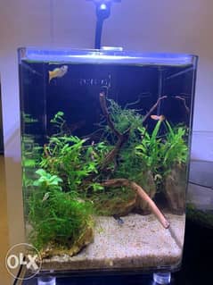 planted aquarium for sale 0