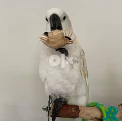 cockatoo parrots birds whataspp (+306978127837) 0