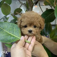 Female Poodle puppy for sale 0