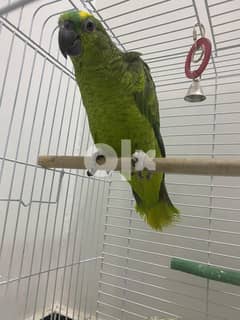 Lovely AMazon Parrots For Sale. Whatsapp (+306978127837) 0