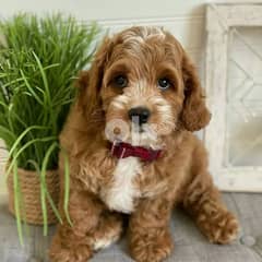 cavapoo puppies Males and Females 12 weeks old, both parents are on si 0