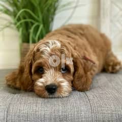 cavapoo puppies  12 weeks old and are ready for adoption. 0