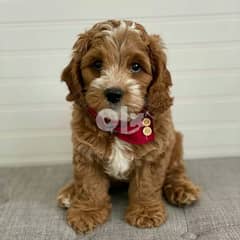 We have two beautiful  cavapoo puppies available for adoption . 0