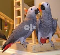 Healthy African Grey Parrot   Whatsapp Me +40721-600-187 0