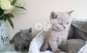 active shorthair kittens (whatsapp +971 52 498 3071) 0