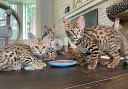 serval disponible: Here is my whataspp me : +966 55 481 4529 0