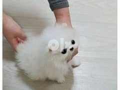 Xs Pomeranian Puppy: Here is my whataspp me : +966 55 481 4529 0