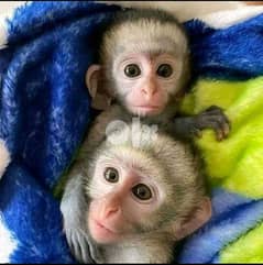 Capuchin Monkeys: Here is my whataspp me : +966 55 481 4529 0