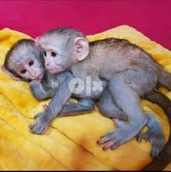 Baby Capuchin Monkeys :whatsapp number: +971 52 545 1339 0