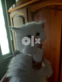 Mixed persian and Turkish angora kittens for sale 0