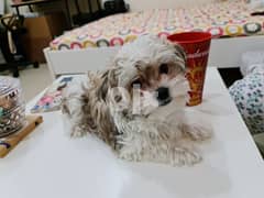 Pure Maltese Puppy for Sale 0