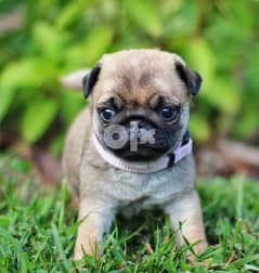 Top quality pug puppies(100% Purebred). Nice and Healthy! Vet checked, 0
