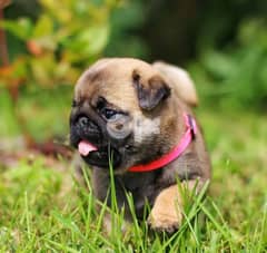 Top quality pug puppies(100% Purebred). Nice and Healthy! Vet checked, 0