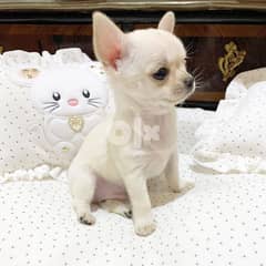 Adorable Chihuahua puppies  searching for loving home. Very lovely 0