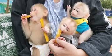 Adorable baby monkey for your family available 0