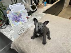 French Bulldog Puppies For Sale 0