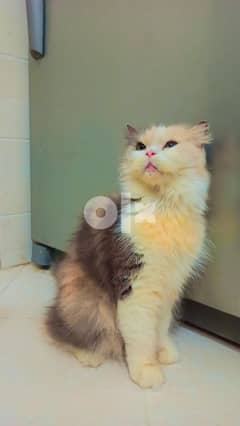 Calico Female Cat For Sale 0