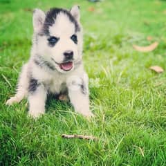 Adorable outstanding Husky puppies ready for their new and forever lov 0