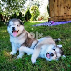 I currently have two very loving Husky puppies available and ready to 0