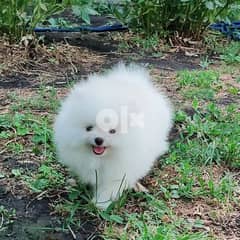 Pomeranian Puppies for sale 0