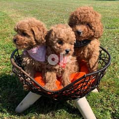 Adorable Toy Poodle Puppies 0