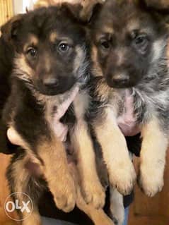 German Shepherd Puppies Available 0